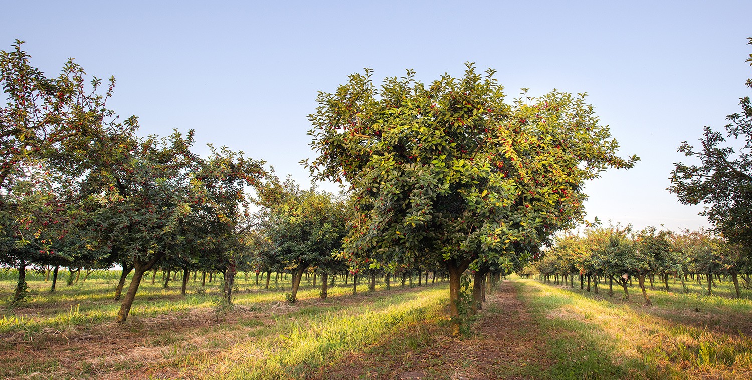 Orchard field